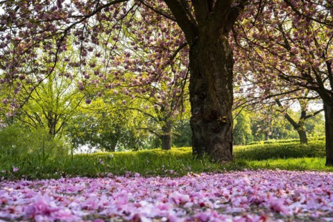 Landscape in spring, pink blossoming cherry trees, petals lying on the path. Plankstadt, Baden-Wuerttemberg, Germany, Europe