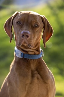 Roevidszoru Magyar Vizsla, portrait in sunlight, Solothurn, Switzerland, Europe