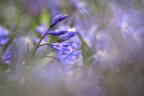 Squill