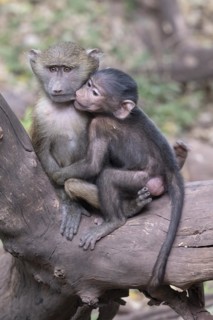 Olive baboon