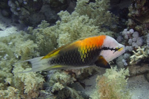 Sling-jaw wrasse