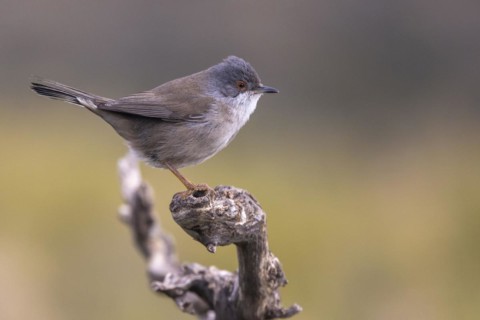 Sardinian warbler