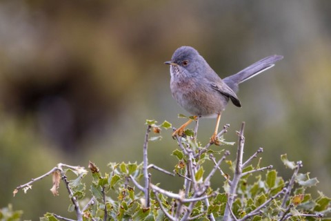 Dartford warbler