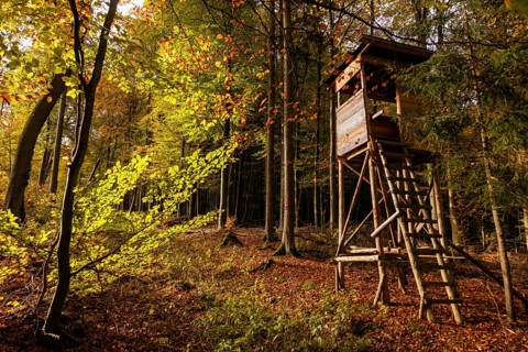 Autumn, high stand, deciduous forests near Diez, Rhineland-Palatinate