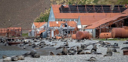 Sea Bears off South Georgia Whaling Station Stromness Bay