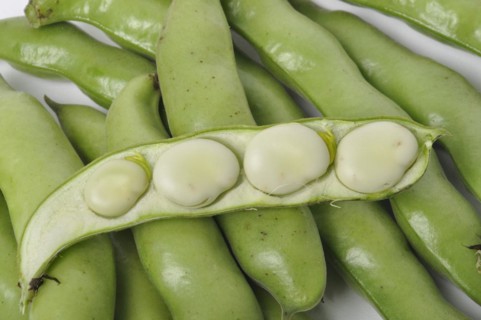 Broad beans on a white background studio shots