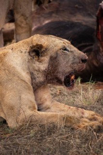 A lion eats a previously hunted water buffalo in the savannah. Beautiful detailed image of a female lion in Tsavo East National Park, Kenya, East Africa, Africa