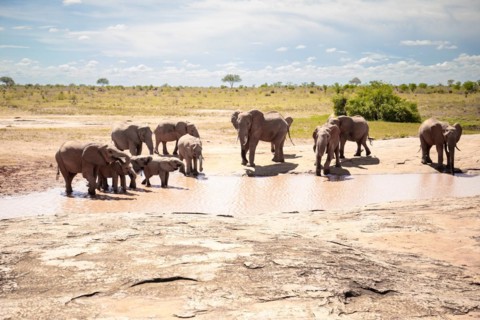 Herd of elephants at the waterhole in the savannah of East Africa, red elephants in the gene of Tsavo West National Park, Kenya, Africa