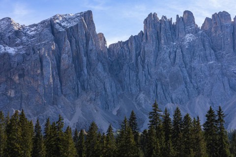 Spruce forest and summit of the Latemar, Dolomites, South Tyrol, Italy, Europe