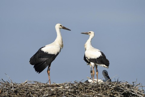 White Stork