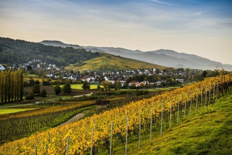 Village and autumn coloured vineyards, sunrise, Pfaffenweiler, near Freiburg im Breisgau, Markgraeflerland, Black Forest, Baden-Wuerttemberg, Germany, Europe