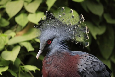 Victoria crowned pigeon