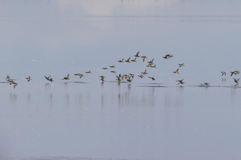 Eurasian wigeon