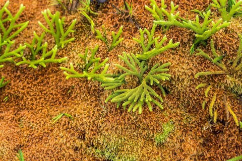 Colourful vegetation at La Soufriere volcano, Basse-Terre, Guadeloupe, France, North America