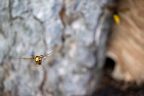 European hornet