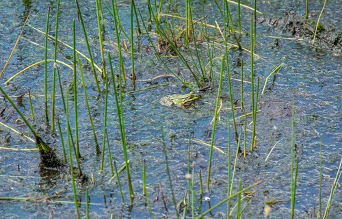 Green frog