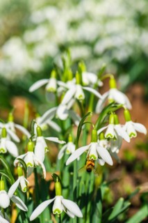 Bee and Snowdrop