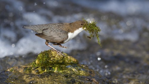 White-throated Dipper