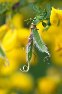 Common broom