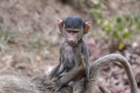 Olive baboon