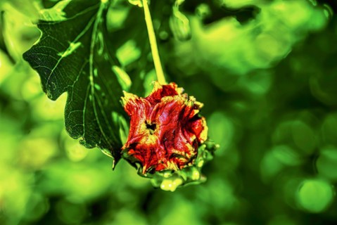 Red knobber gall of the knobber gall wasp
