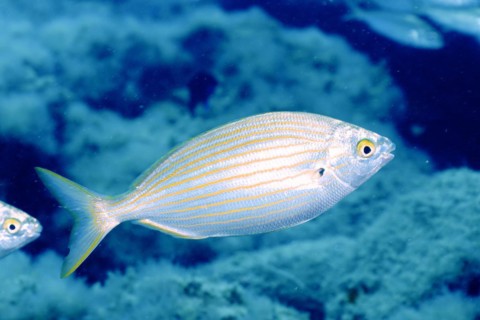 Salema porgy
