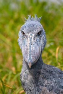 Shoebill