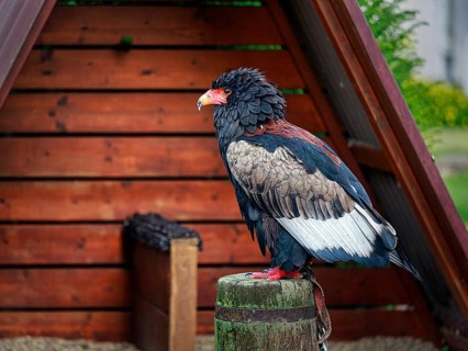Bateleur