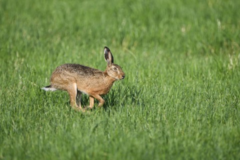 European brown hare