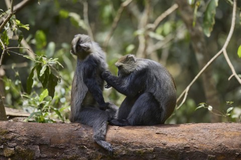 Diademed monkeys