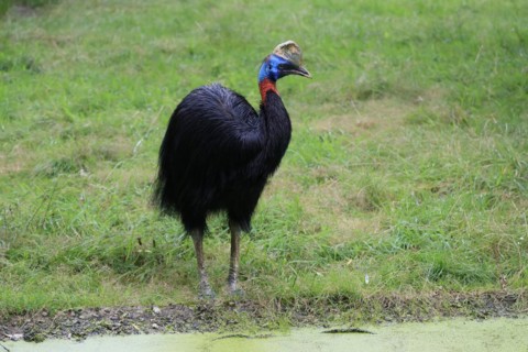Northern cassowary