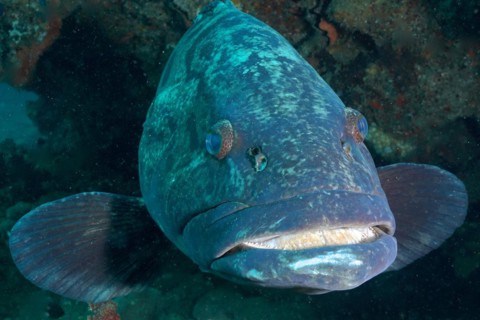 Portrait of potato grouper