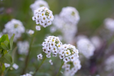 Alyssum