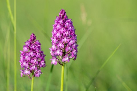 Pyramidal orchid in a meadow in spring. Alsace, France, Europe