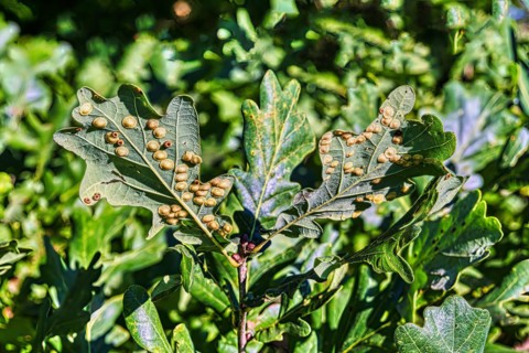 Galls of the oak lens gall wasp
