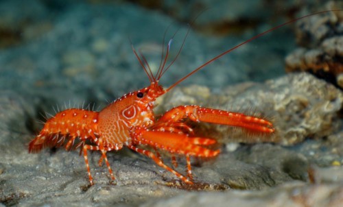 Red Atlantic reef lobster