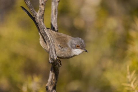 Sardinian warbler