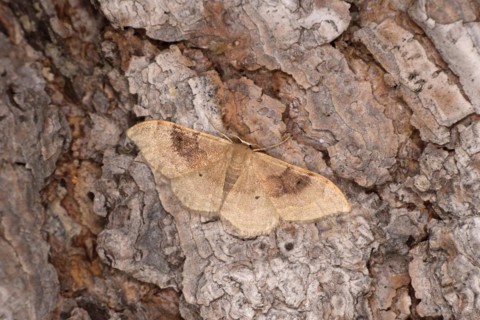 Two-coloured double-lined dwarf moth