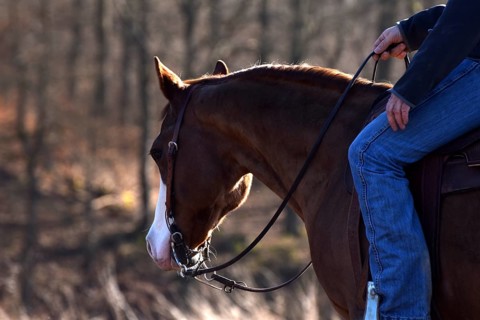 Close-up of the head and neck with headstall and reins of a western horse of the breed American Quarter Horse during training in the riding arena in late winter, chestnut coloured horse with large mar...