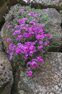 Creeping phlox