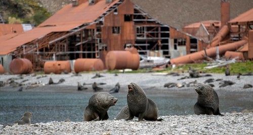 Sea Bears off South Georgia Whaling Station Stromness Bay