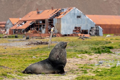 Sea Bears Stromness Bay South Georgia with Whaling Station