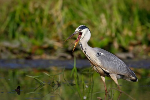 Grey heron
