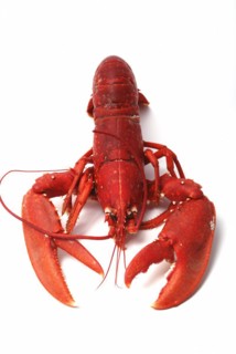 Breton lobster