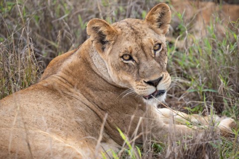 Lioness, animal portrait, Taita Hills Wildlife Sanctuary, Kenya, Africa