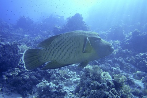 Humphead wrasse