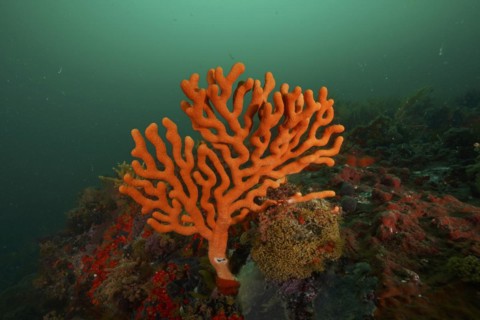Orange sine sea fan
