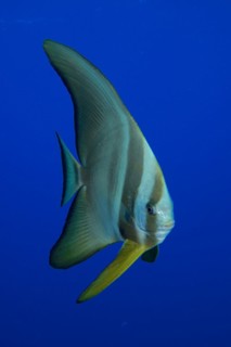 Juvenile roundhead batfish