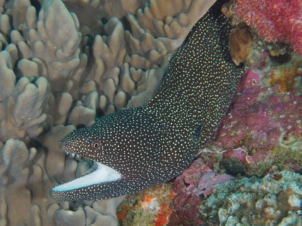 Turkey moray