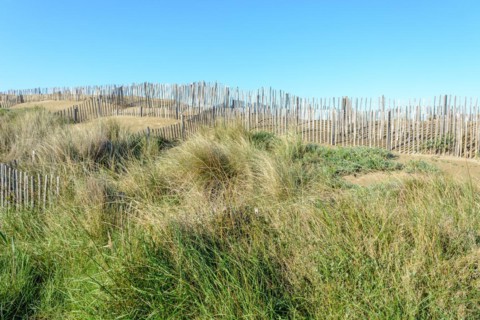 Protection of the sand dunes in the Camargue, Espiguette beach. Le Grau du Roi, Provence-Alpes-Cote dAzur, France, Europe